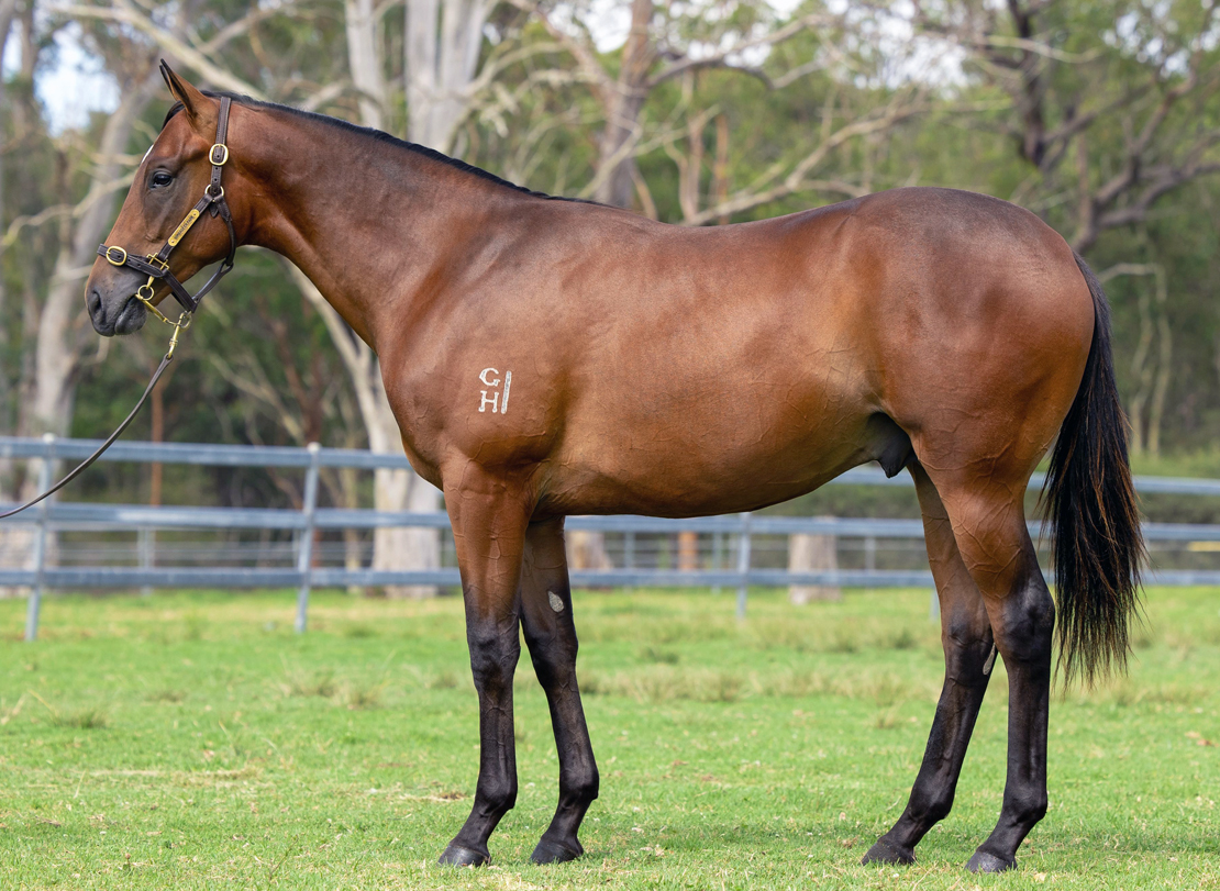 SNITZEL ex KYLIKWONG BAY COLT 